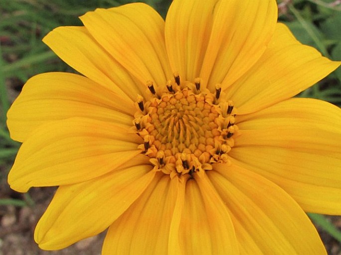 Tithonia tubaeformis