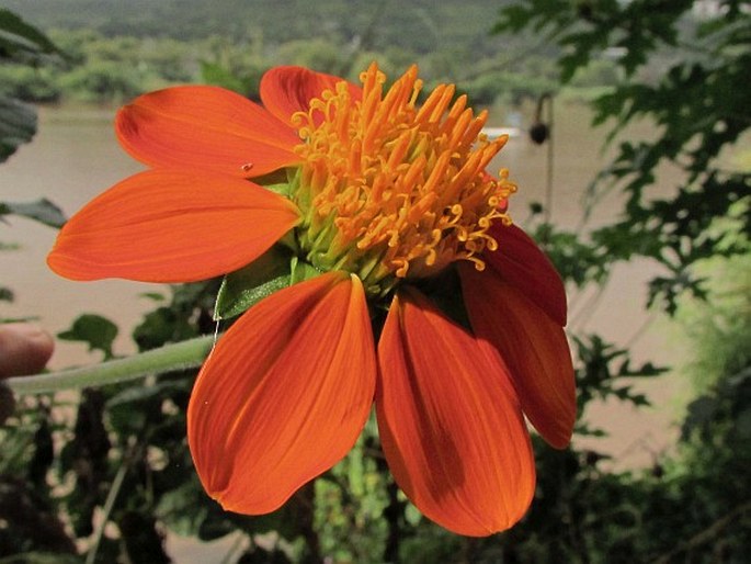 TITHONIA ROTUNDIFOLIA (Mill.) S. F. Blake