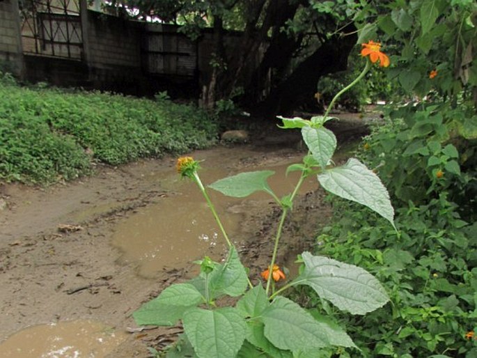 Tithonia rotundifolia