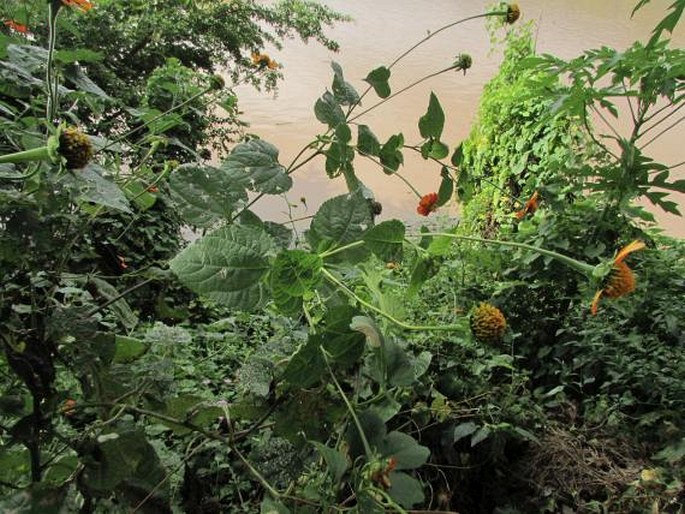 Tithonia rotundifolia