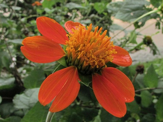 Tithonia rotundifolia