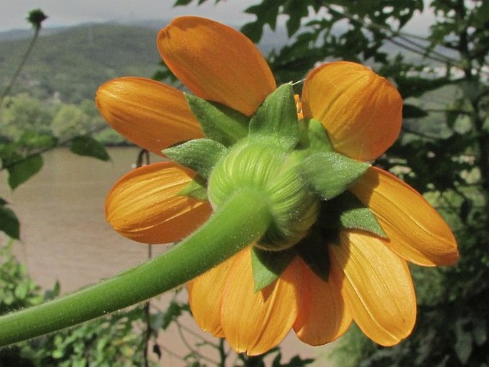 Tithonia rotundifolia