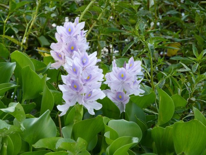 Eichhornia crassipes