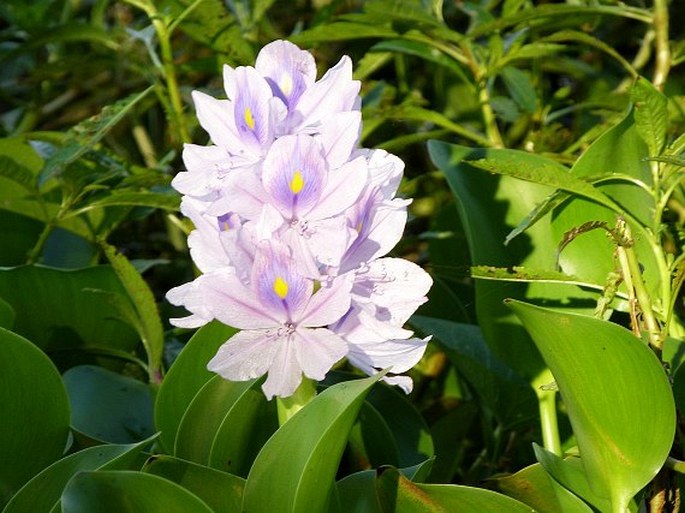 Eichhornia crassipes