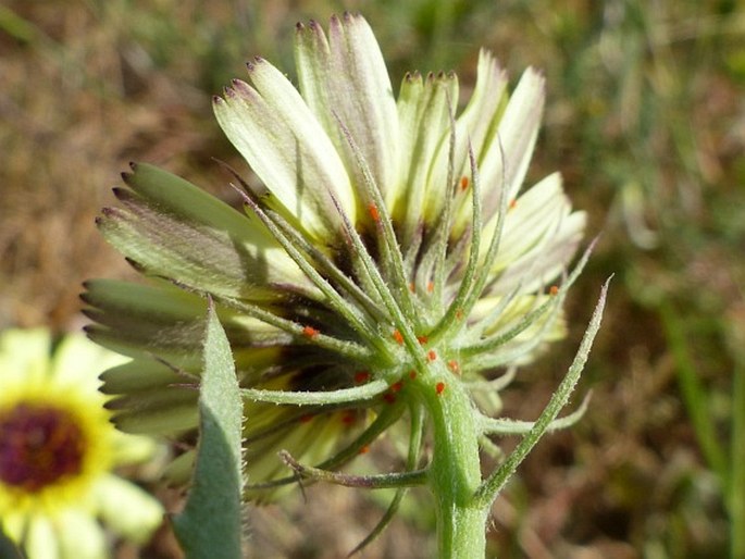 Tolpis barbata