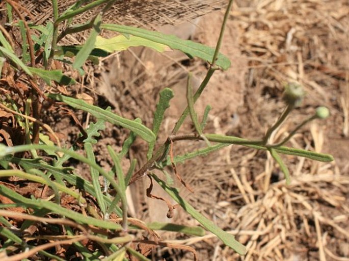 Tolpis succulenta