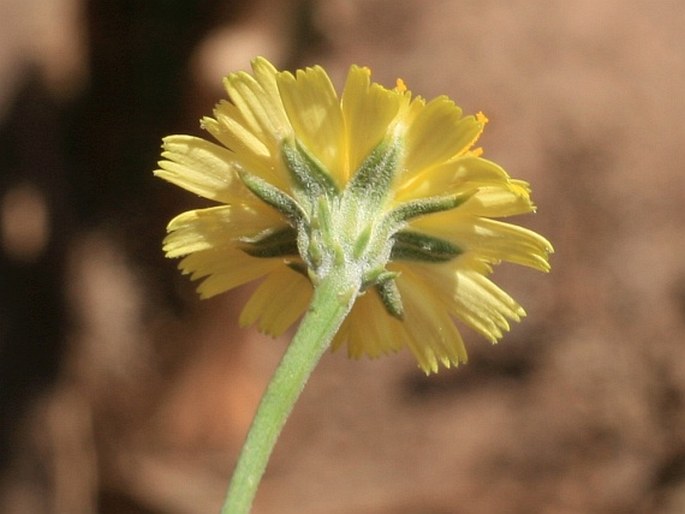 Tolpis succulenta