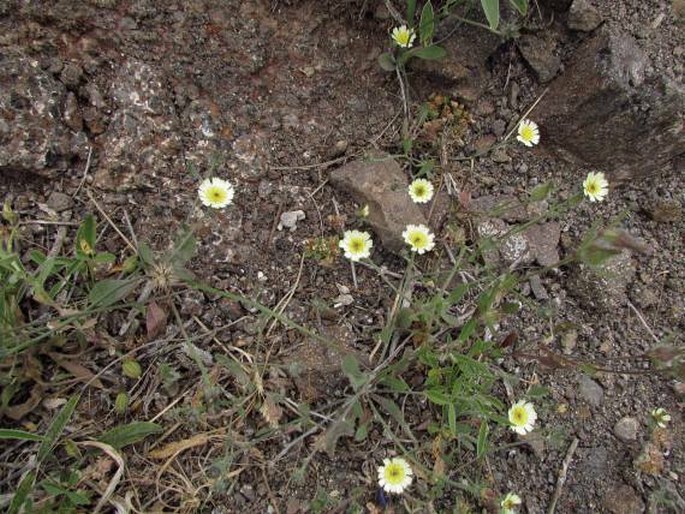 Tolpis umbellata