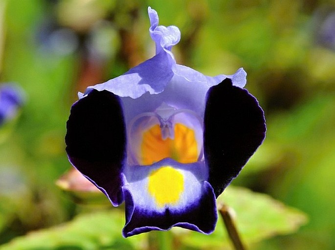 TORENIA FOURNIERI Linden ex E. Fourn.