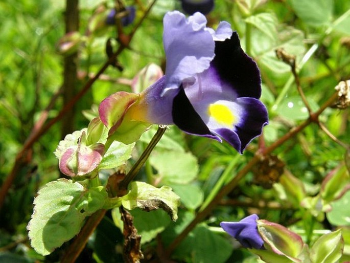 Torenia fournieri