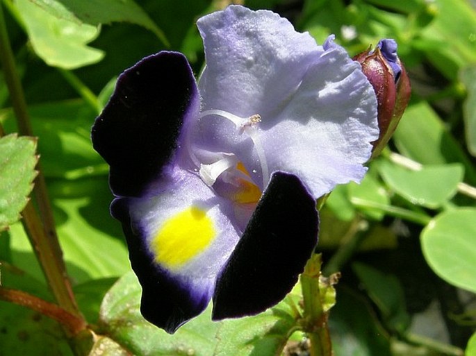 Torenia fournieri