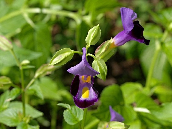 Torenia fournieri