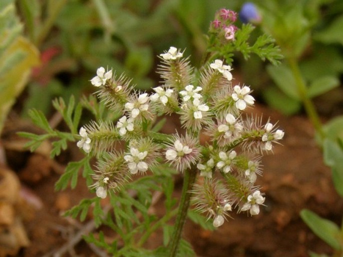 Torilis leptophylla