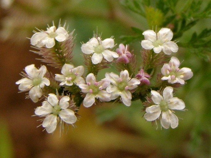 Torilis leptophylla