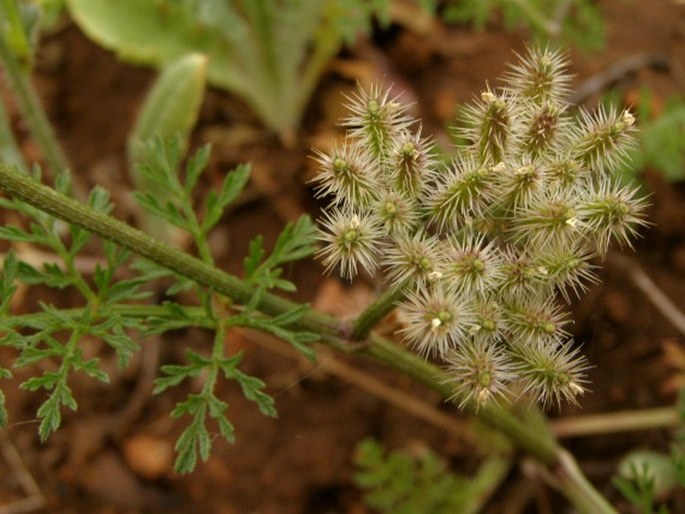 Torilis leptophylla