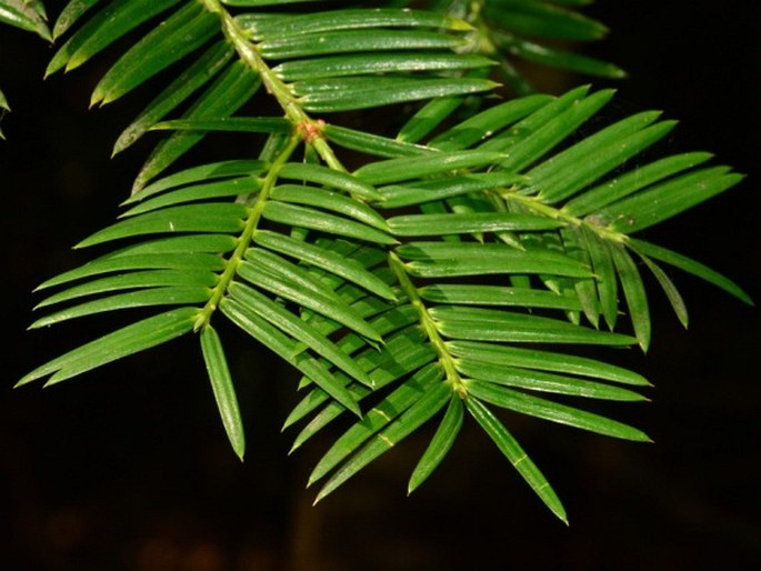 TORREYA CALIFORNICA Torr. – toreja kalifornská