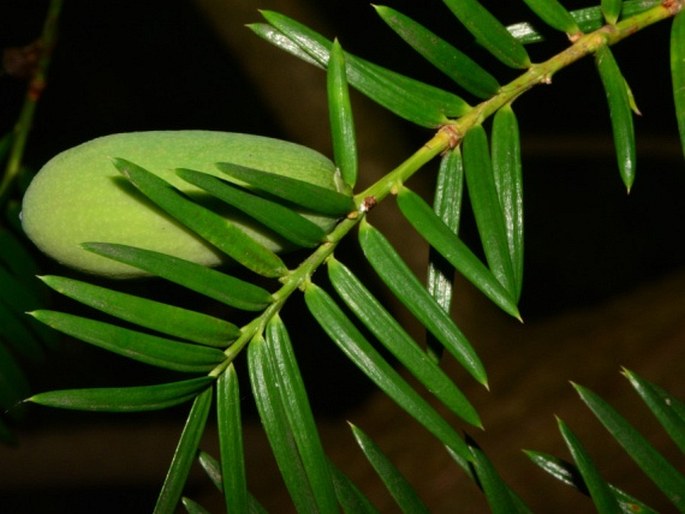 Torreya californica