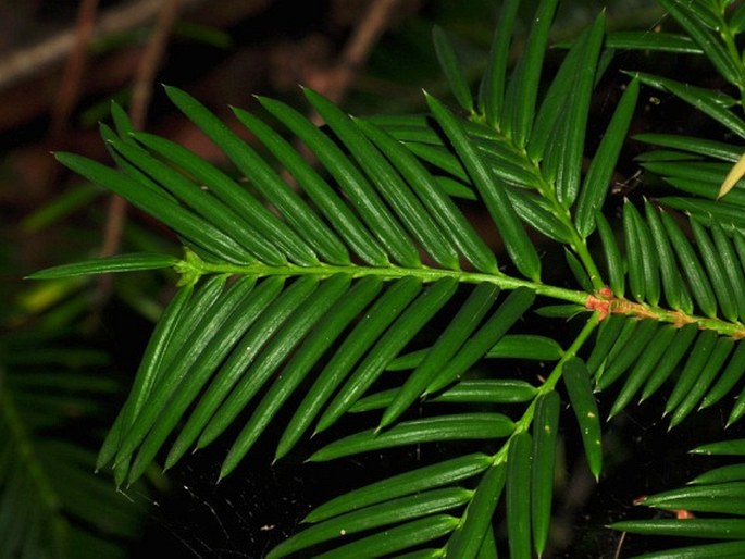 Torreya californica