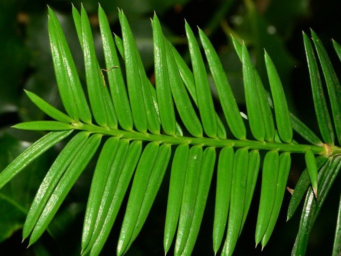 Torreya californica