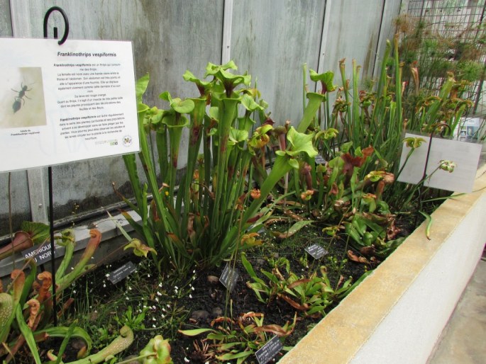 Jardin Botanique Henri Gaussen - Francie, Toulouse