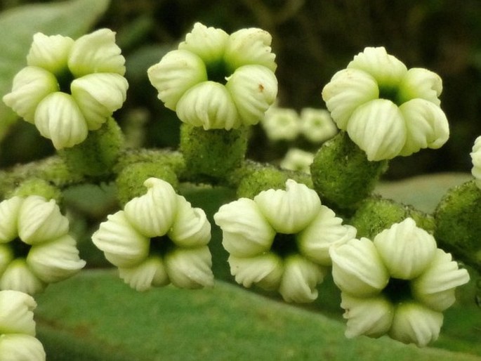 Tournefortia fuliginosa