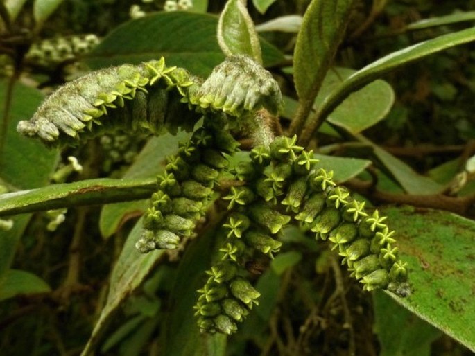 Tournefortia fuliginosa