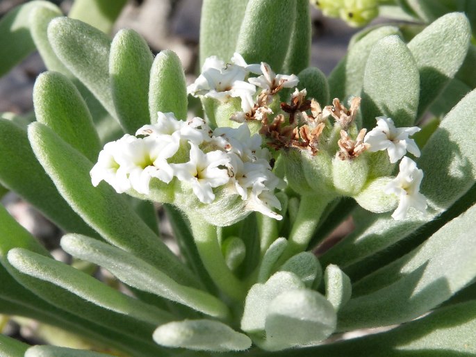 Tournefortia gnaphalodes