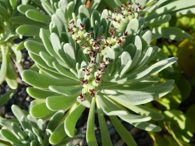 Tournefortia gnaphalodes