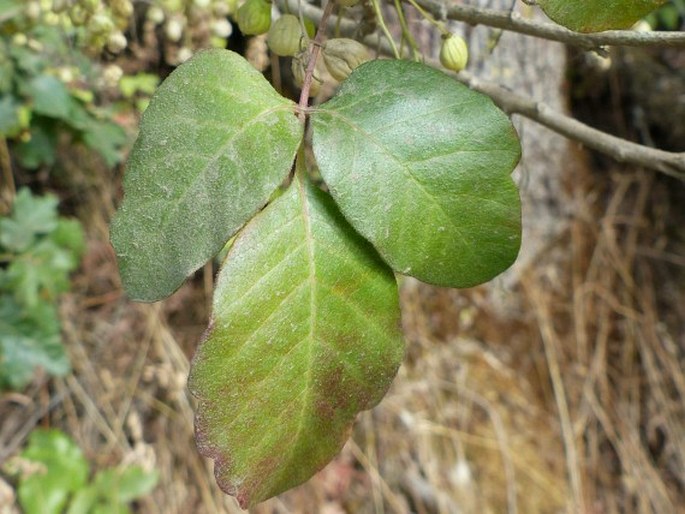 Toxicodendron diversilobum