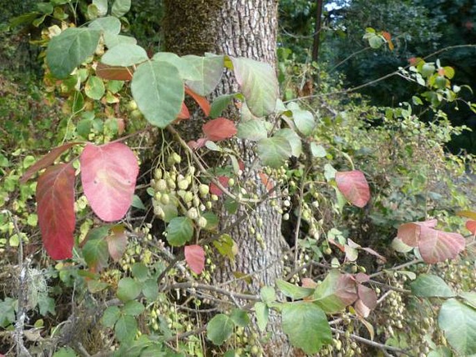 TOXICODENDRON DIVERSILOBUM (Torr. et A. Gray) Greene - jedovatec