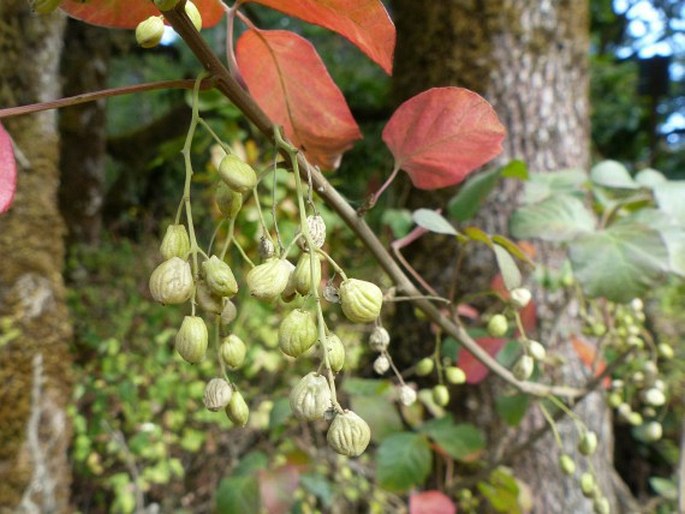 Toxicodendron diversilobum