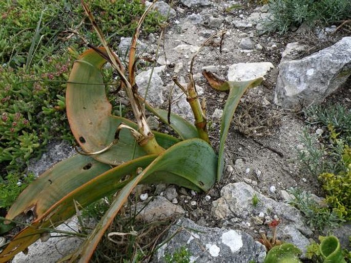 TRACHYANDRA FALCATA (L. f.) Kunth