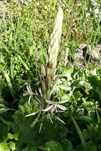 Trachyandra ciliata