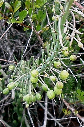 Trachyandra ciliata