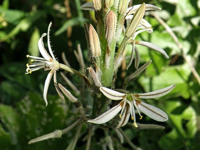 Trachyandra ciliata