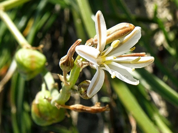 TRACHYANDRA DIVARICATA (Jacq.) Kunth