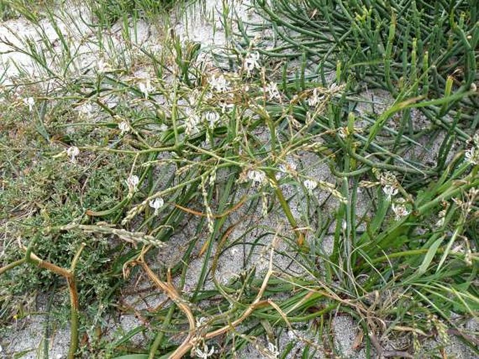 Trachyandra divaricata