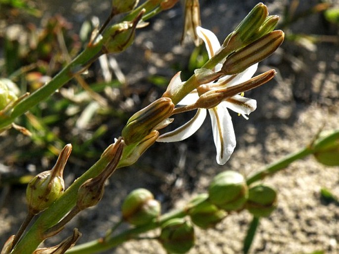 Trachyandra divaricata