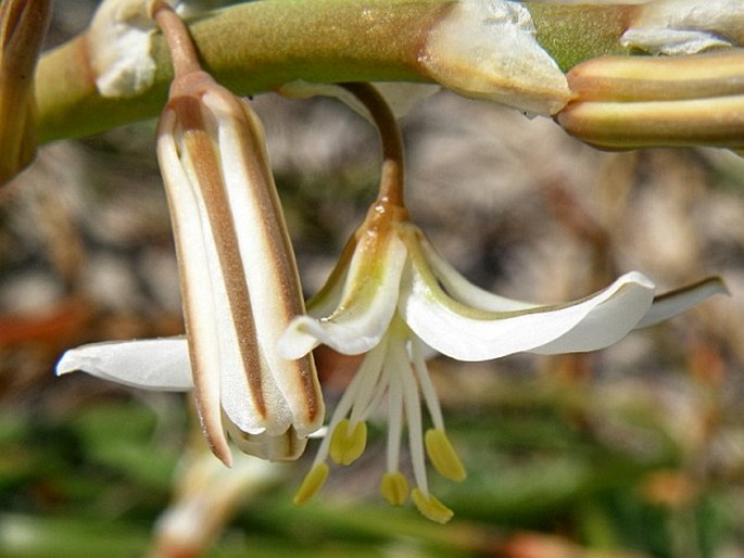 Trachyandra divaricata