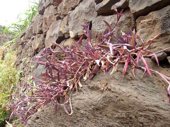 Tradescantia pallida