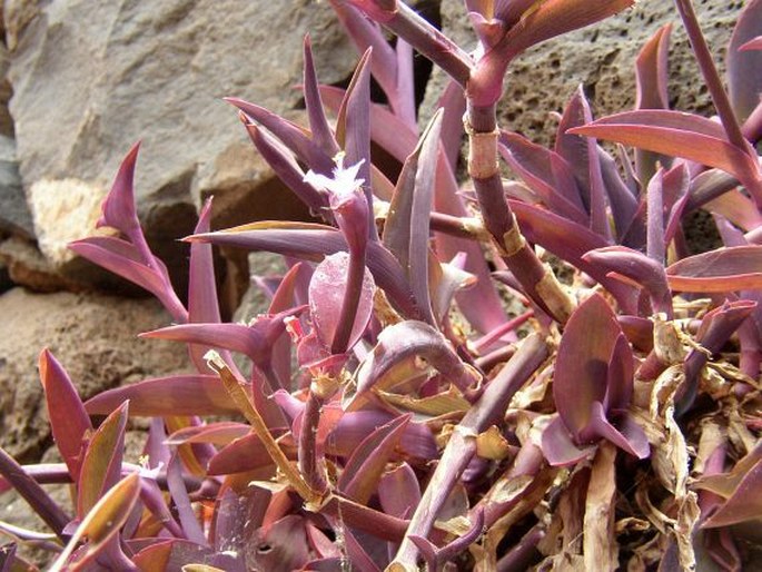 Tradescantia pallida