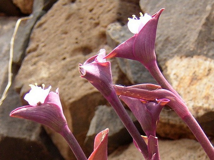 Tradescantia pallida