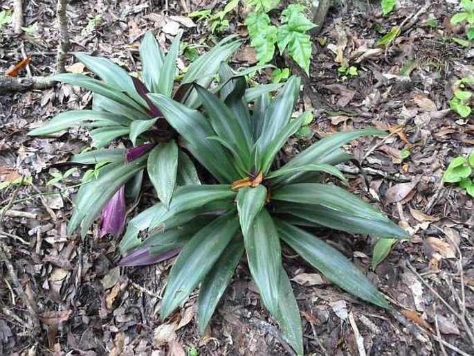 Tradescantia spathacea