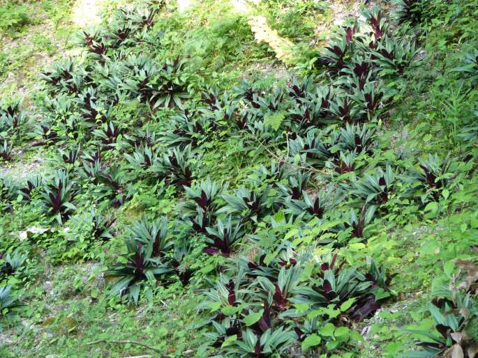 Tradescantia spathacea