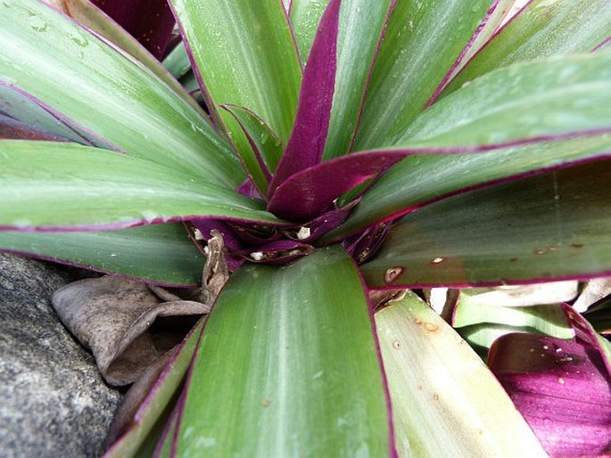 Tradescantia spathacea