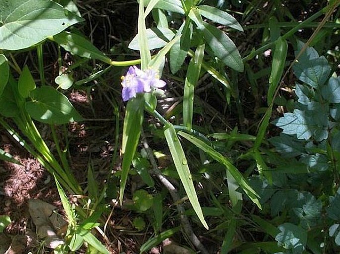 Tradescantia virginiana