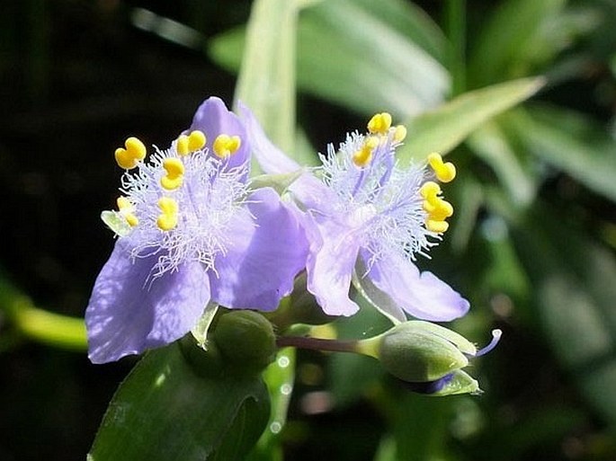 Tradescantia virginiana