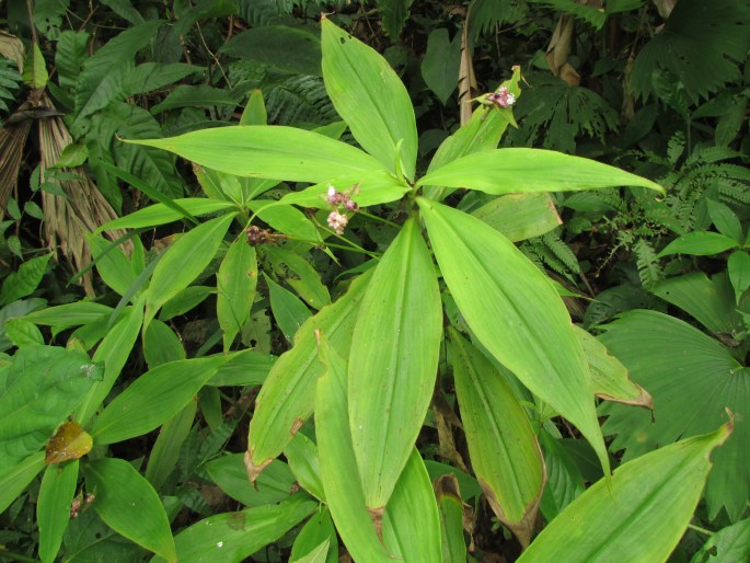 Tradescantia zanonia