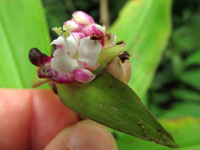 Tradescantia zanonia