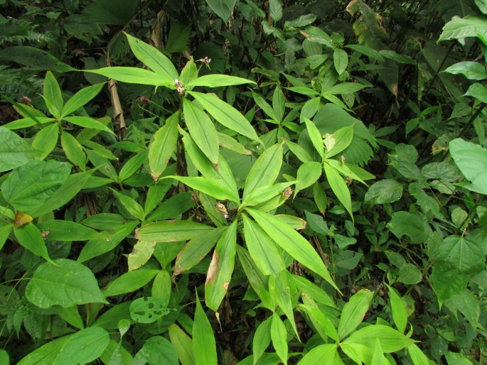 Tradescantia zanonia